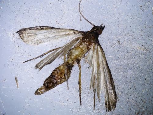 Plodia interpunctella