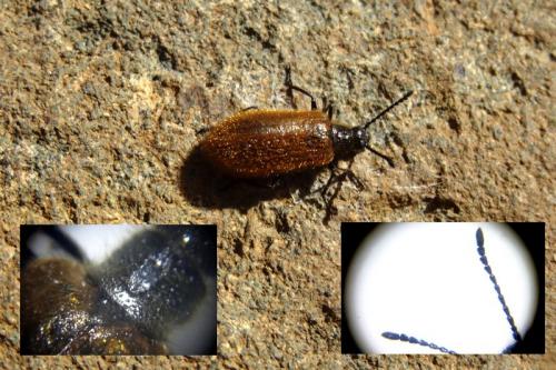 Réf. 141 013 : Lagria sp.