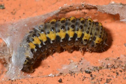 Bryophila raptricula
