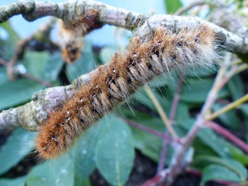 Lasiocampa quercus