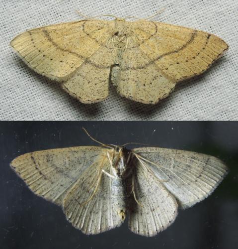 Réf. 141 352 : Cyclophora sp.
