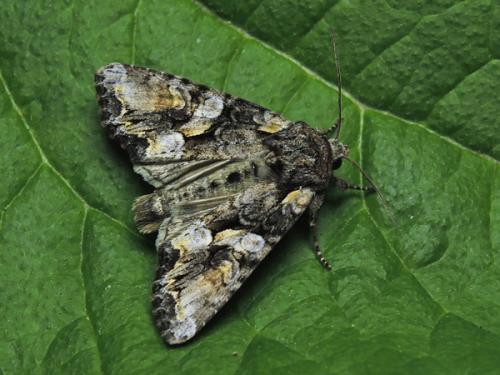 Lacanobia contigua