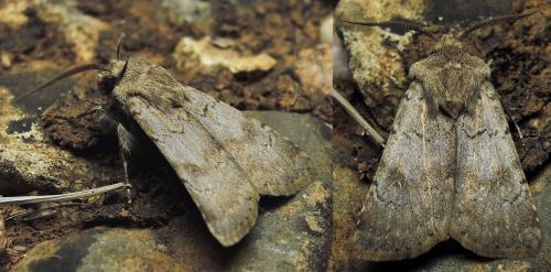 Réf. 141 338 : Agrotis cinerea