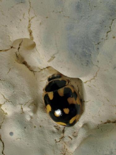 Propylea quatuordecimpunctata
