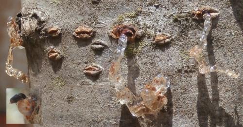 Réf. 141 248 : Scolytus sp.