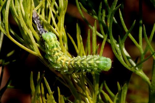 Cucullia chamomillae