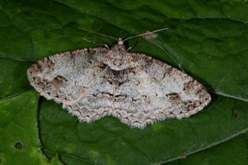 Paradarisa consonaria