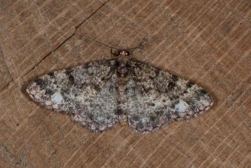 Parectropis similaria