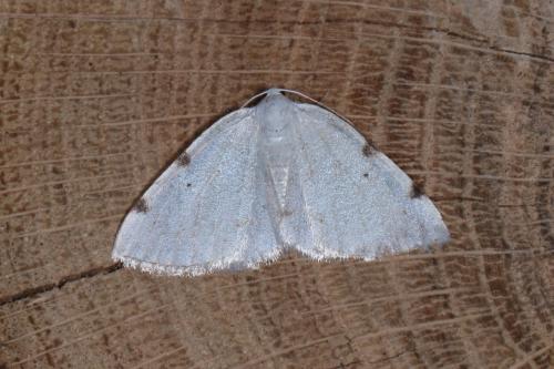 Lomographa bimaculata