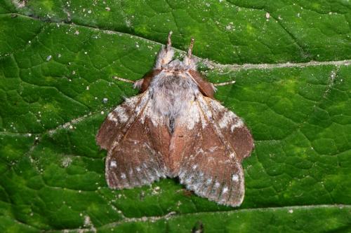 Stauropus fagi