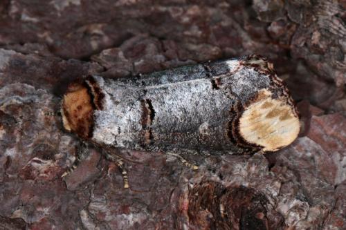 Phalera bucephala