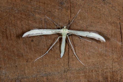Hellinsia carphodactyla