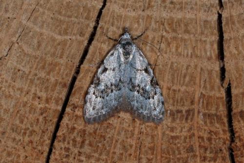Nola confusalis