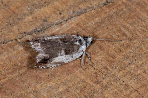 Ancylis laetana