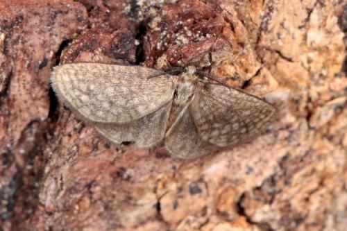 Bijugis bombycella