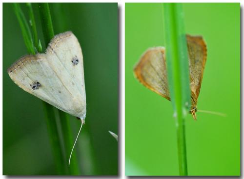 Rivula sericealis