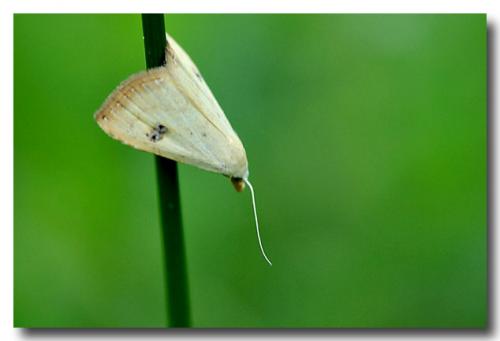 Rivula sericealis