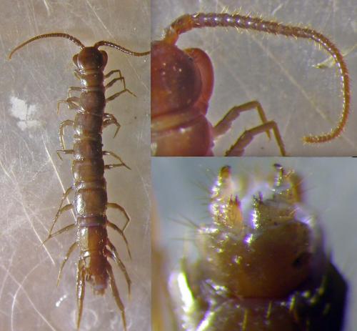 Réf. 141 974 : Lithobius tricuspis