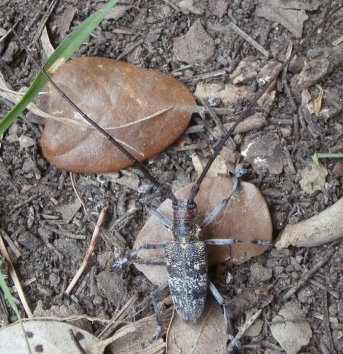 Réf. 141 419 : Monochamus galloprovincialis
