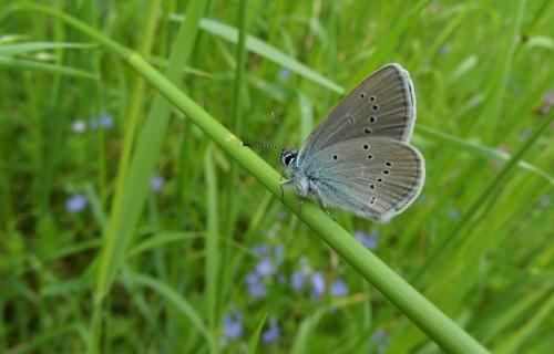 Cyaniris semiargus