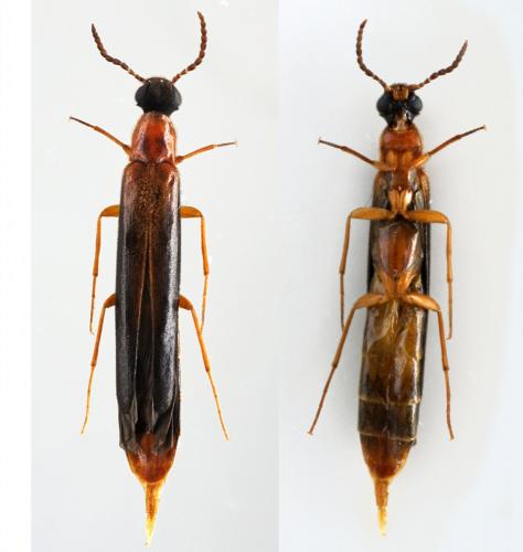Lymexylon navale