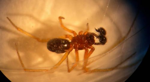Neottiura bimaculata