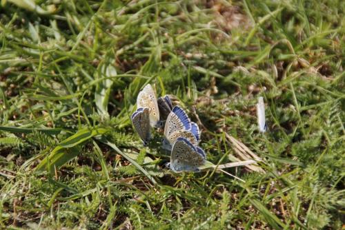 Polyommatus bellargus