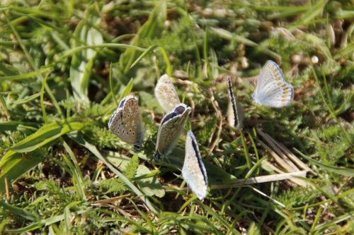 Polyommatus bellargus