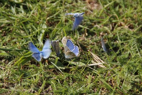 Polyommatus bellargus