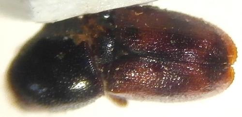 Réf. 141 251 : Scolytus sp.