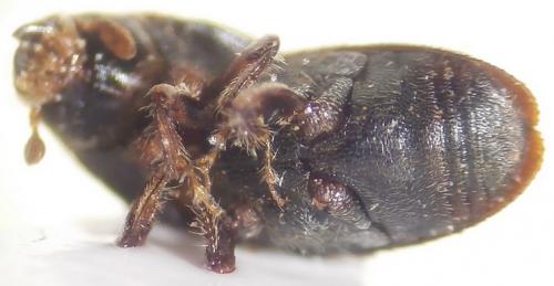 Réf. 141 252 : Scolytus sp.