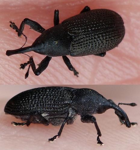 Réf. 141 102 : Magdalis memnonia