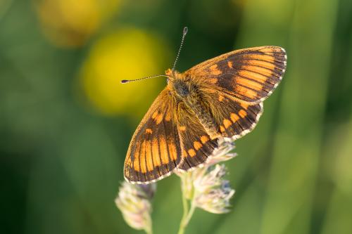 Melitaea sp.