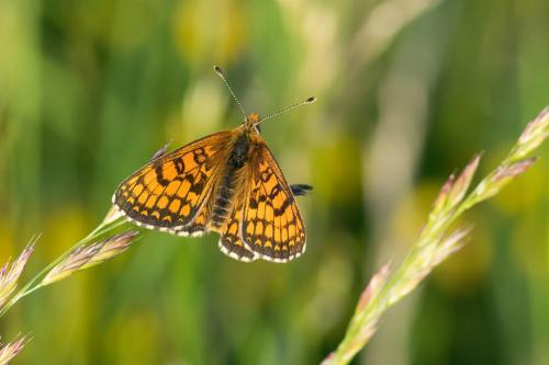 Melitaea parthenoides