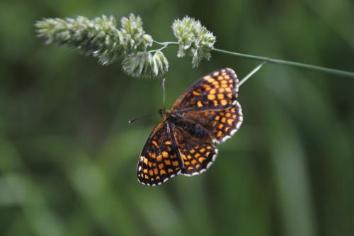 Réf. 141 070 : Melitaea athalia athalia