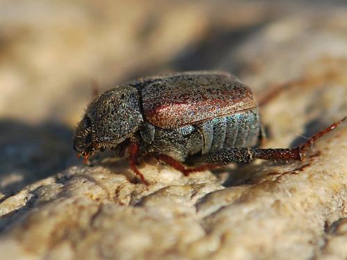Hoplia philanthus