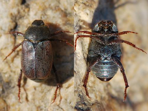 Hoplia philanthus