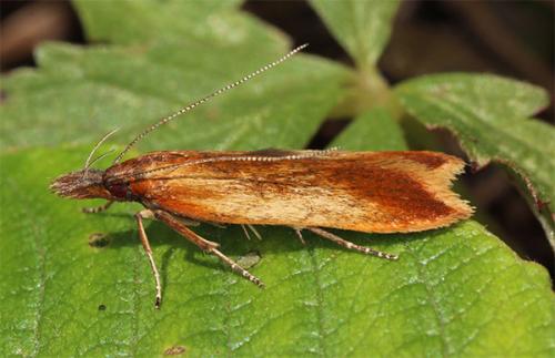 Dichomeris ustalella