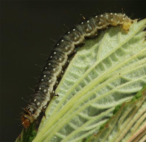 Réf. 141 845 : Aphelia viburnana
