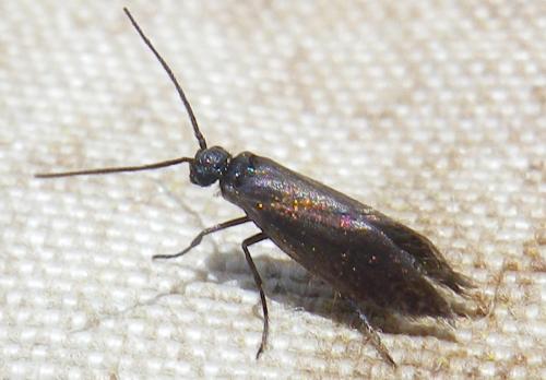 Micropterix sp.
