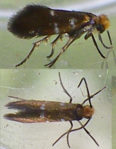 Micropterix aruncella