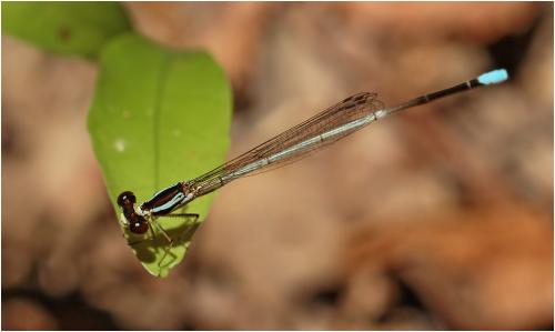 Minagrion ribeiroi