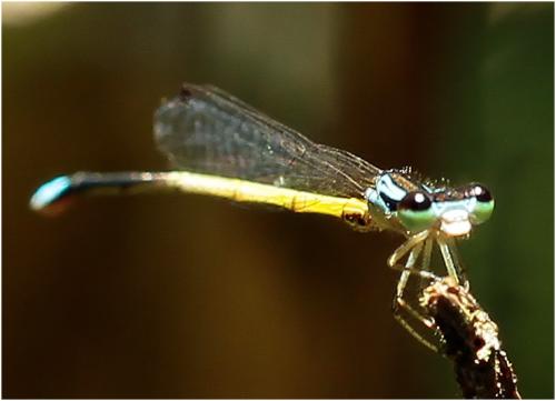 Réf. 141 136 : Minagrion ribeiroi