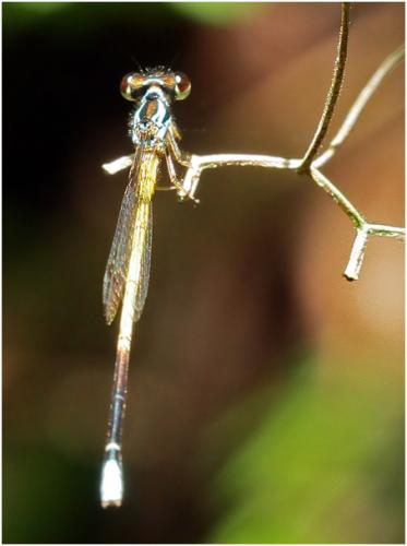Minagrion ribeiroi