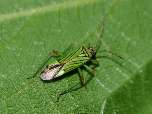 Réf. 141 802 : Mermitelocerus schmidtii