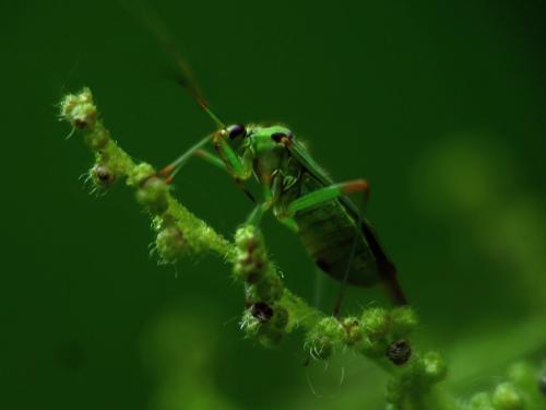 Réf. 141 803 : Mermitelocerus schmidtii