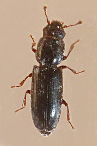 Rhizophagus picipes