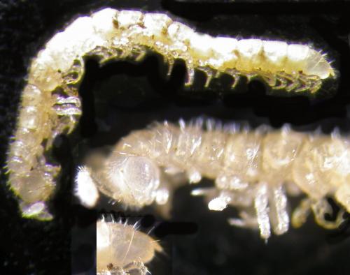 Ophiodesmus albonanus
