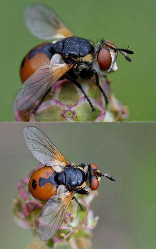 Gymnosoma sp.