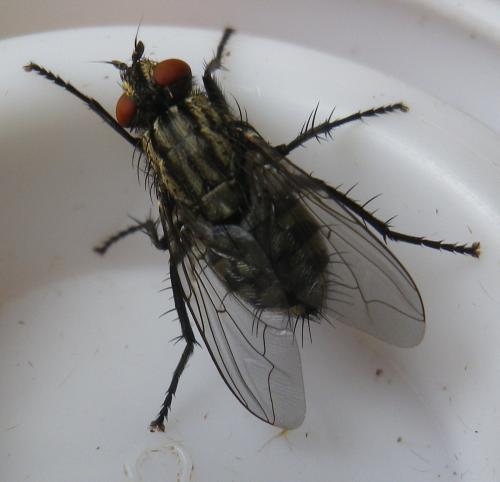 Sarcophaga sp.
